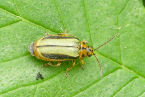 Réf. 283 518 : Xanthogaleruca luteola